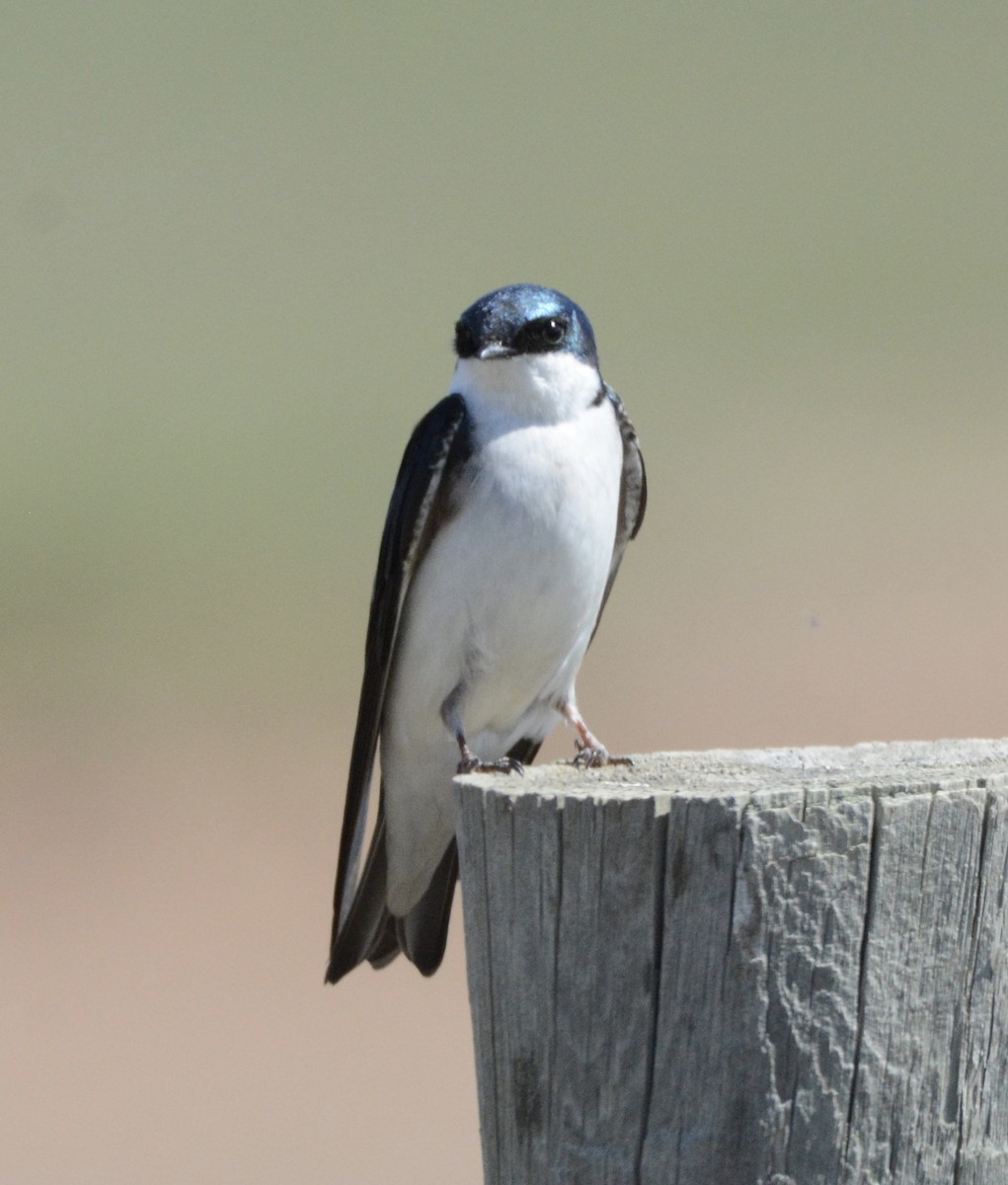 Tree Swallow - ML154218311