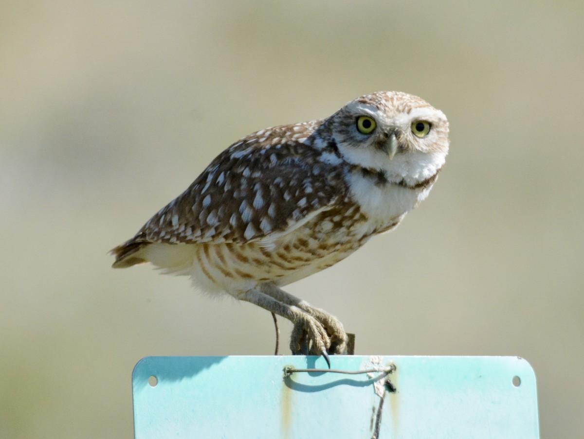 Burrowing Owl - Taylor Abbott