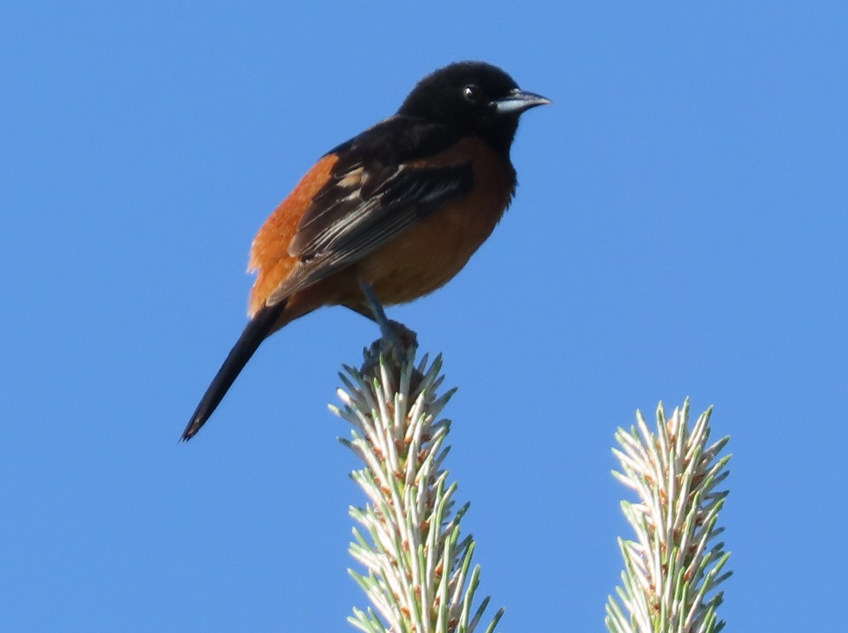Orchard Oriole - ML154219611