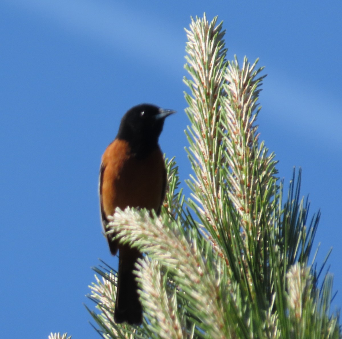 Orchard Oriole - ML154219701