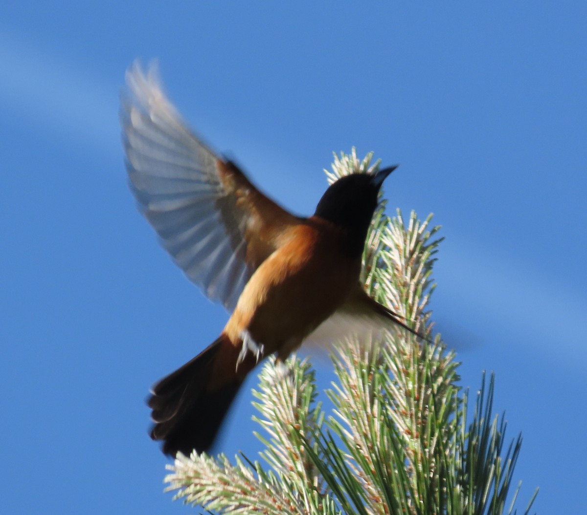 Orchard Oriole - ML154219741