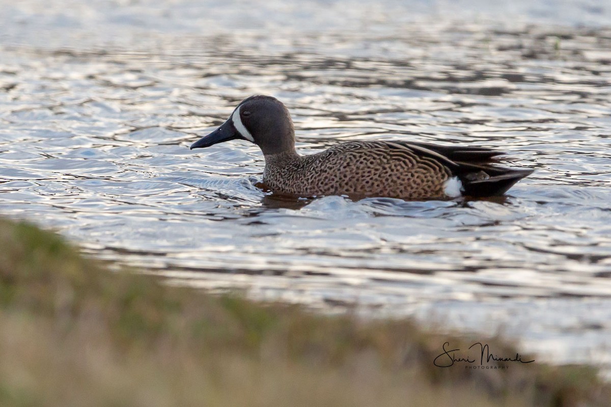 Blue-winged Teal - Sheri Minardi