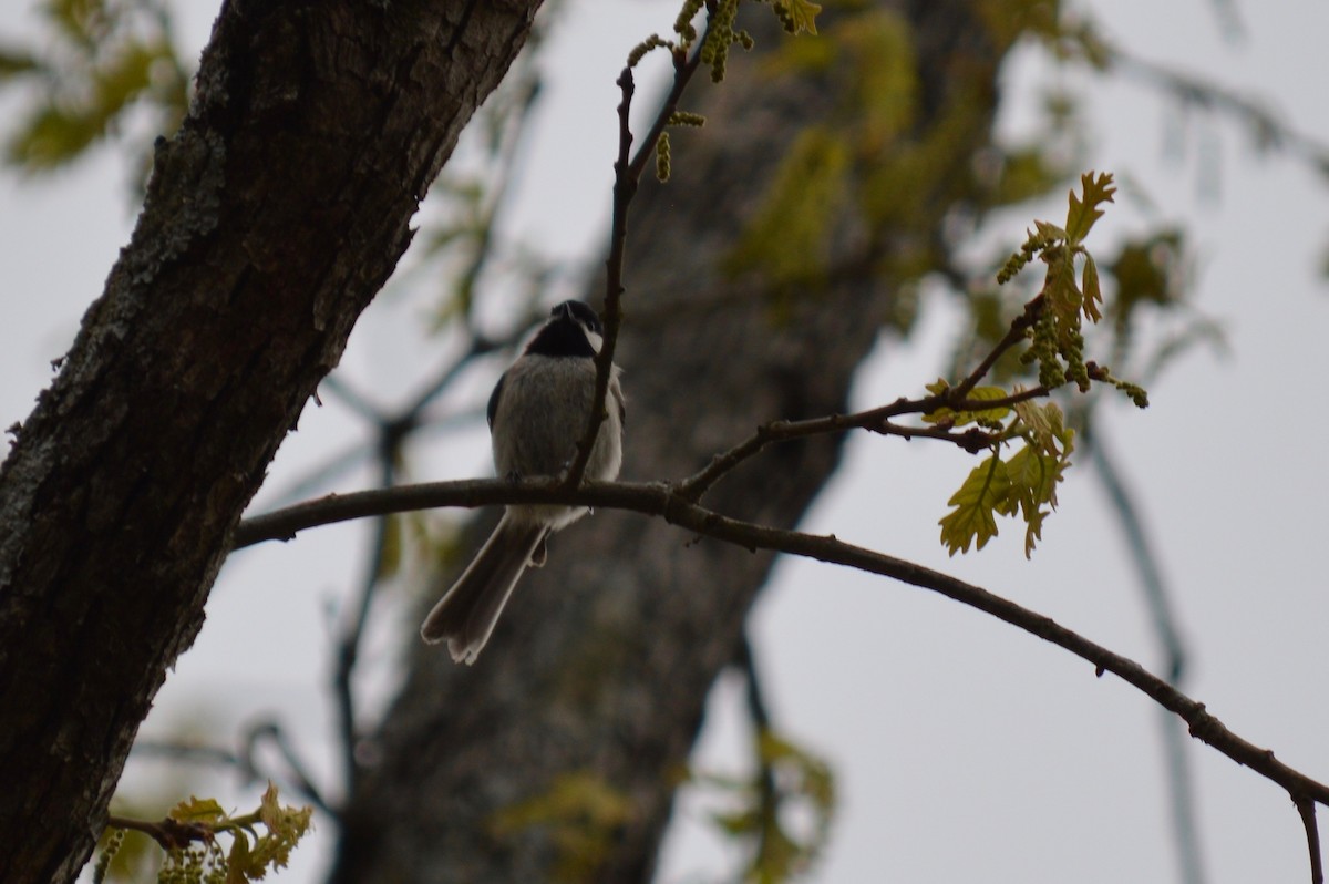 Carolina Chickadee - ML154223301