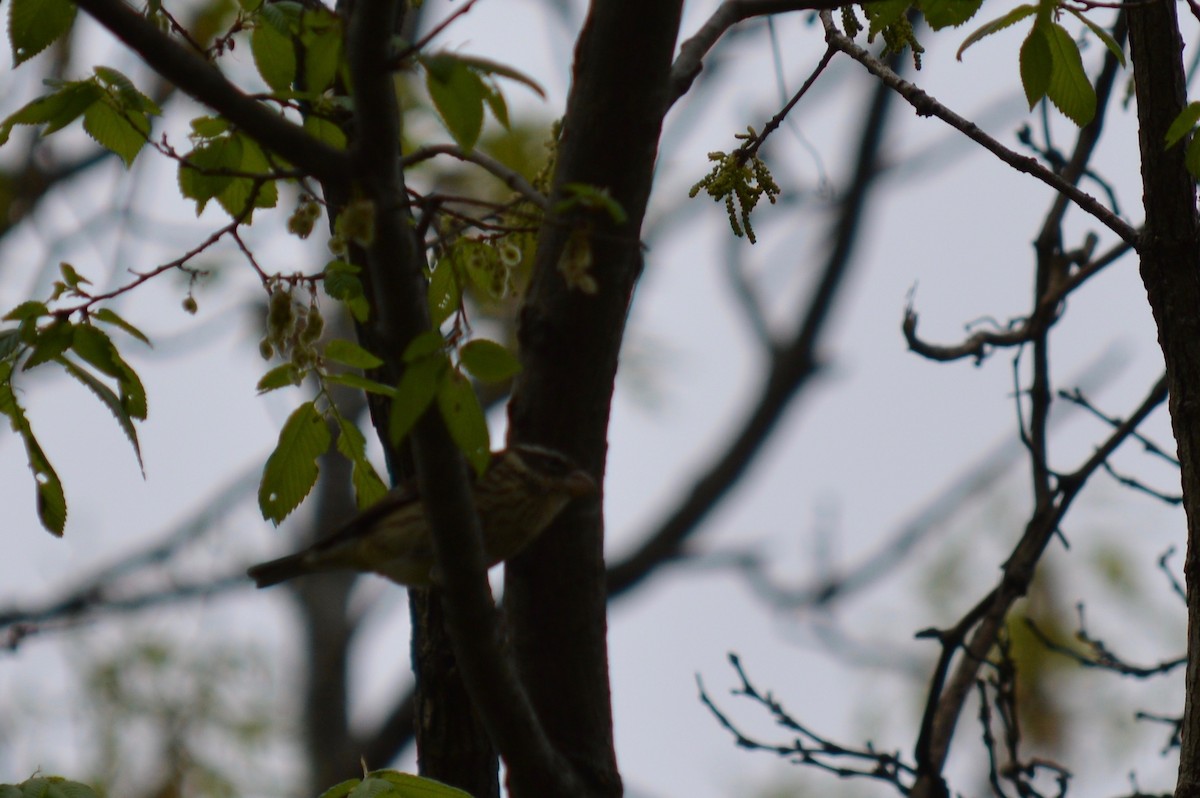 Rose-breasted Grosbeak - ML154223751