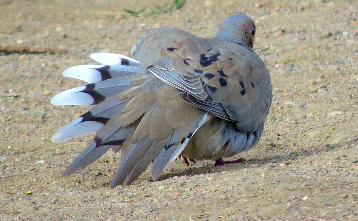 Mourning Dove - ML154223771