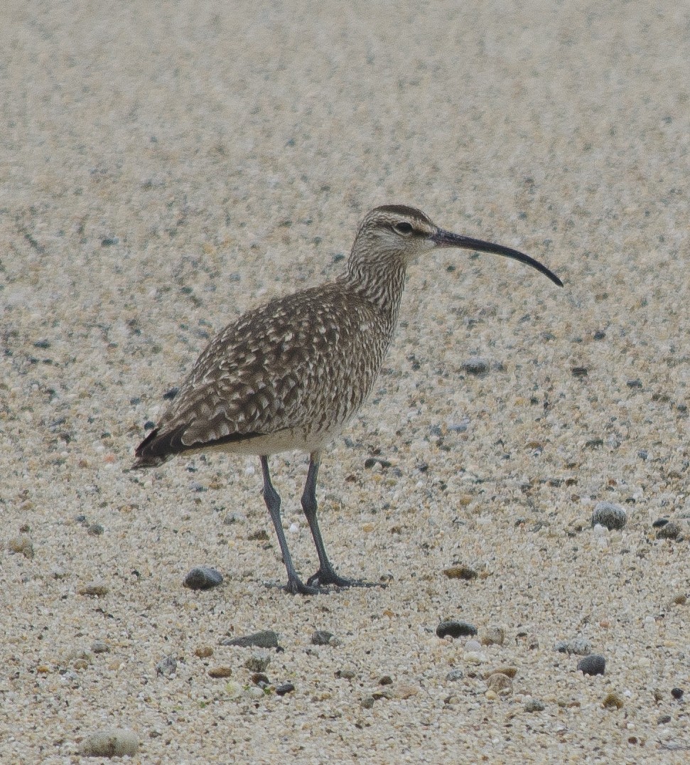 Whimbrel - Lorna Claerbout
