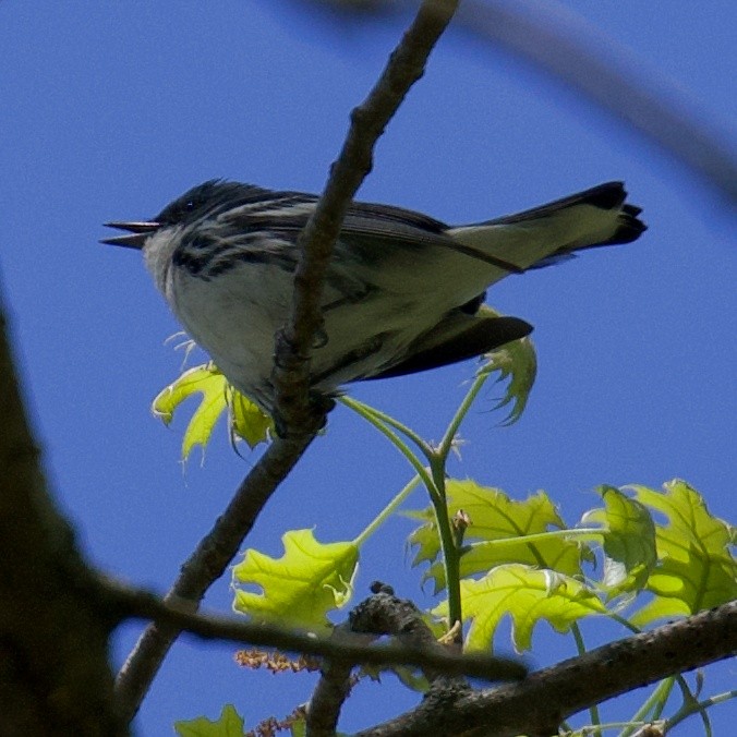 Cerulean Warbler - ML154229161