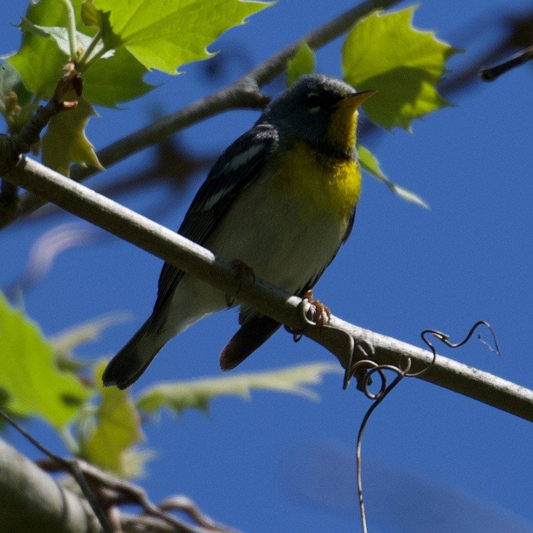 Northern Parula - ML154229251