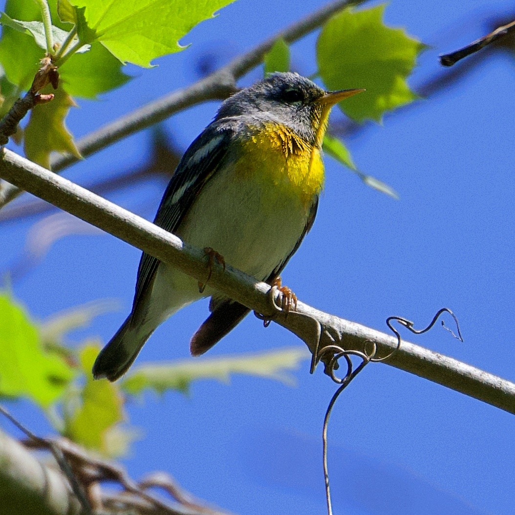 Northern Parula - ML154229261