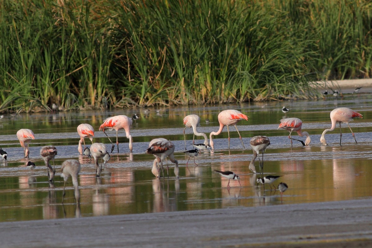 Chilean Flamingo - Manfred Bienert