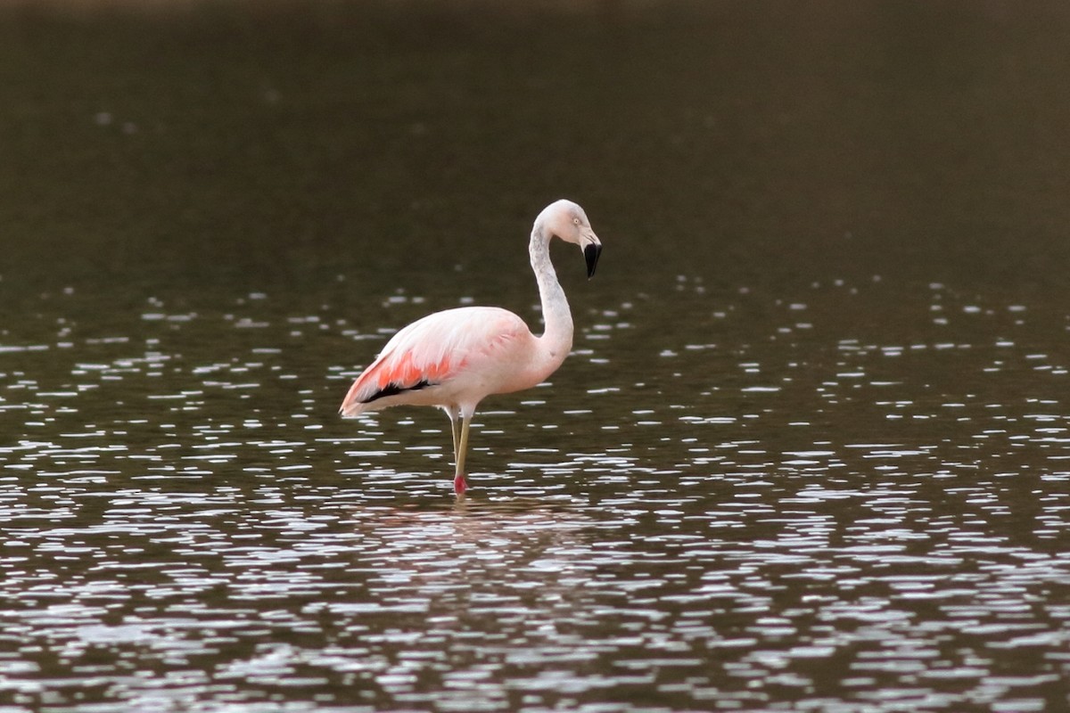 Chilean Flamingo - Manfred Bienert