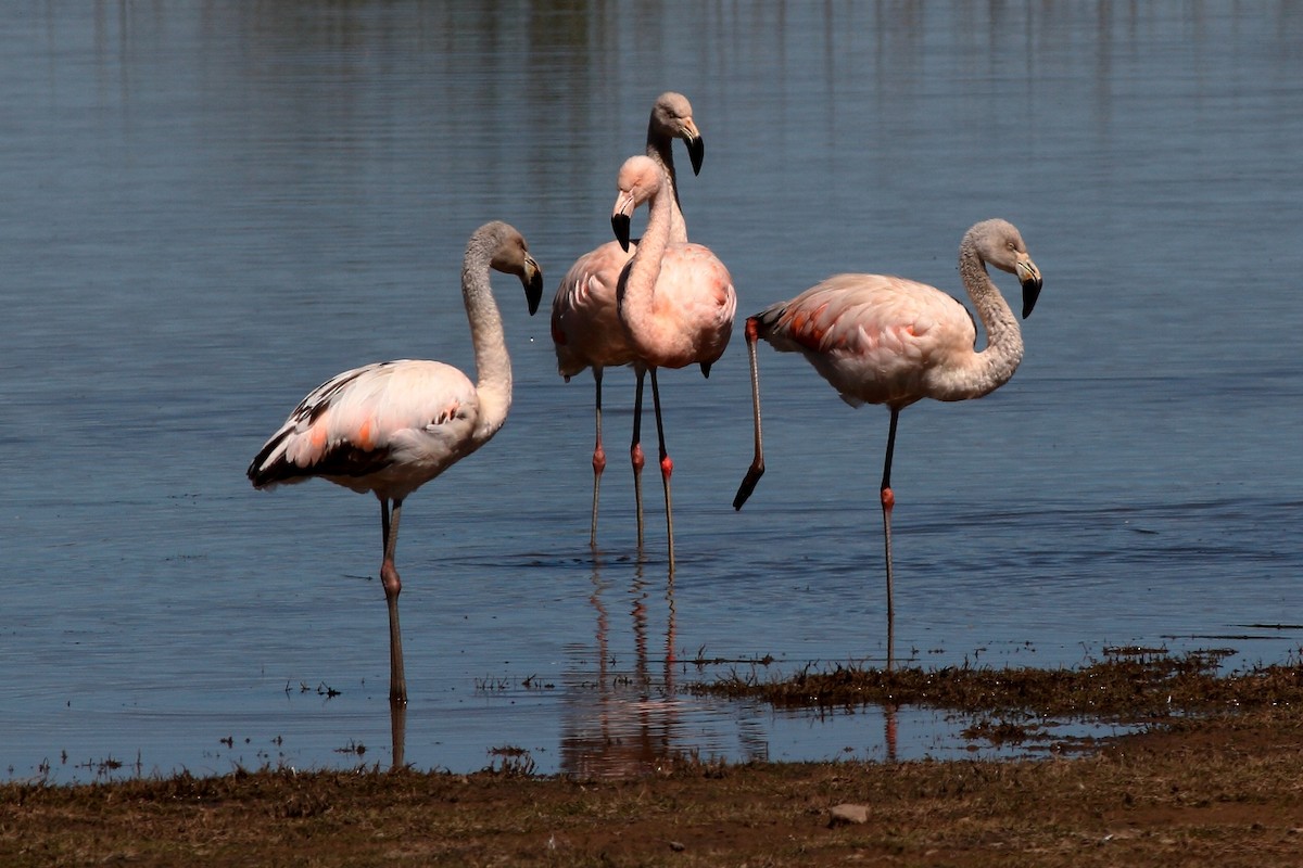 Chilean Flamingo - Manfred Bienert