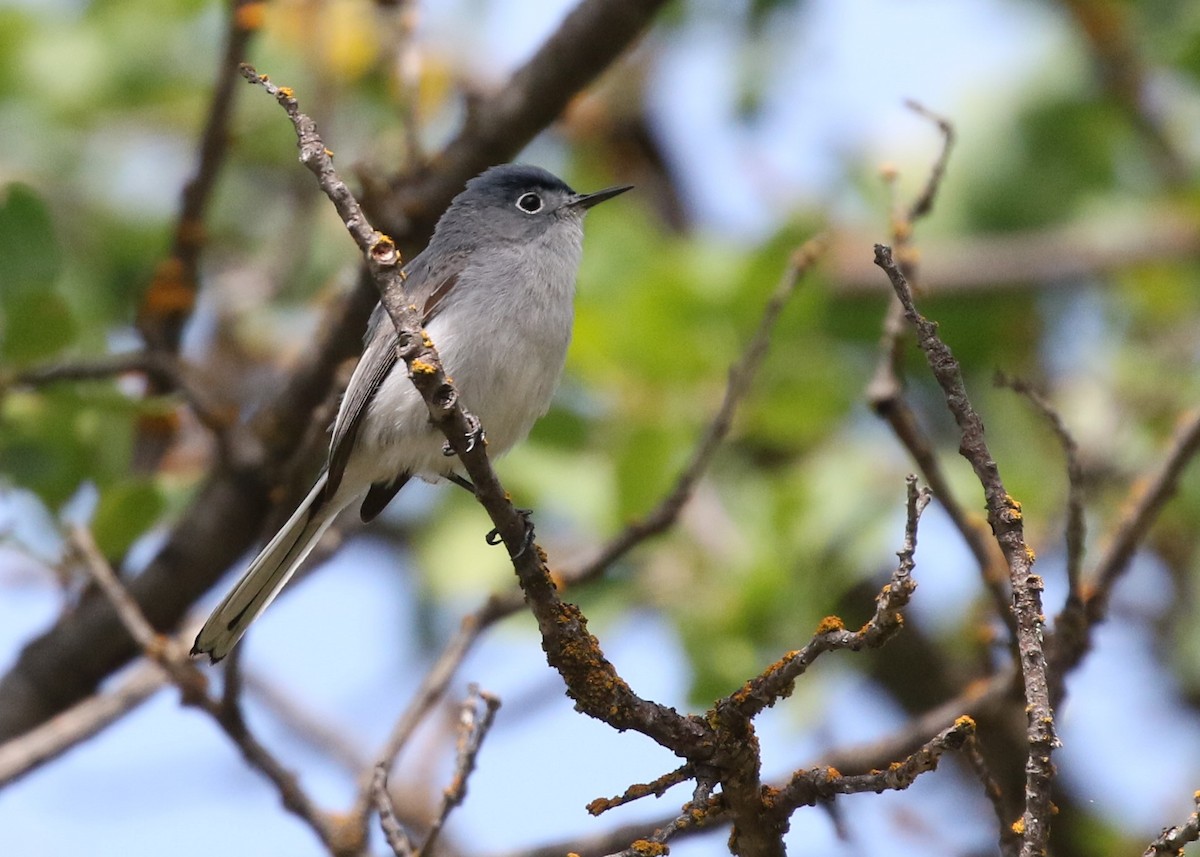 Gobemoucheron gris-bleu - ML154233151