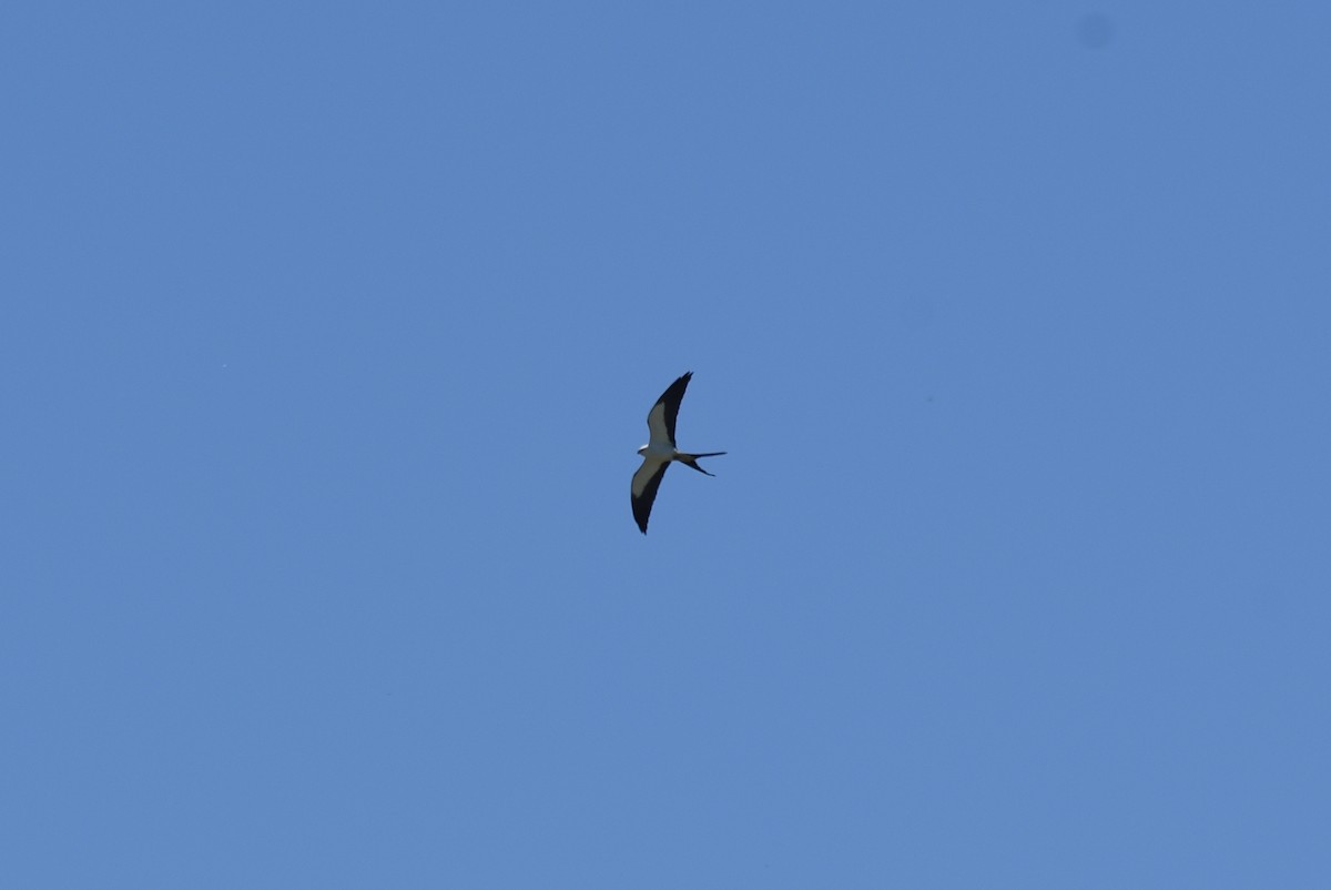 Swallow-tailed Kite - ML154233811