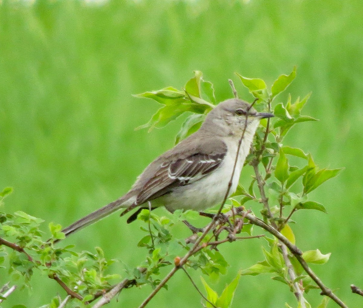 Northern Mockingbird - Don Gorney