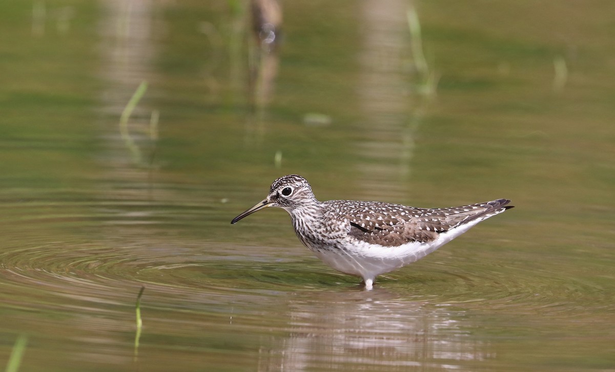 Solitary Sandpiper - Drew Chaney