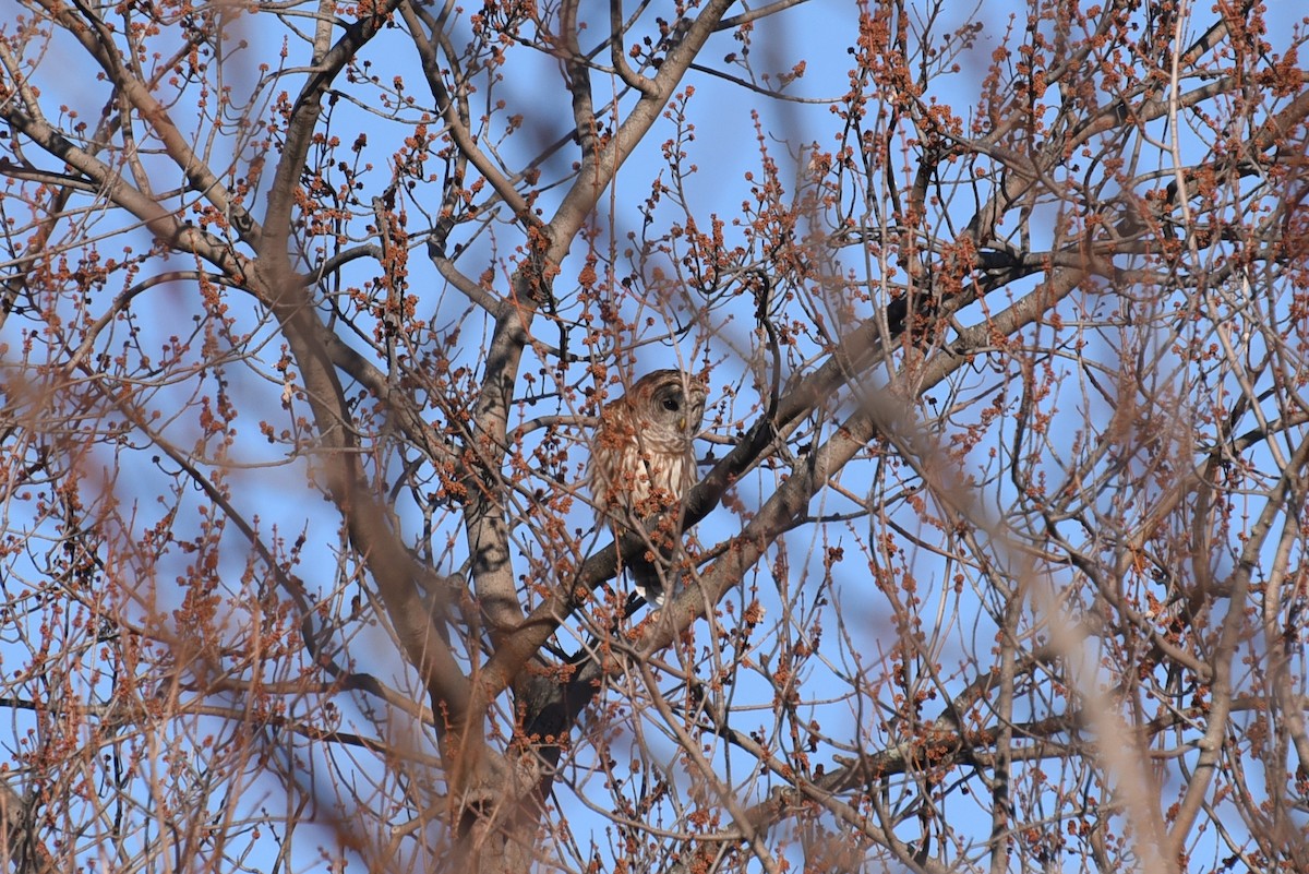 Barred Owl - ML154237911