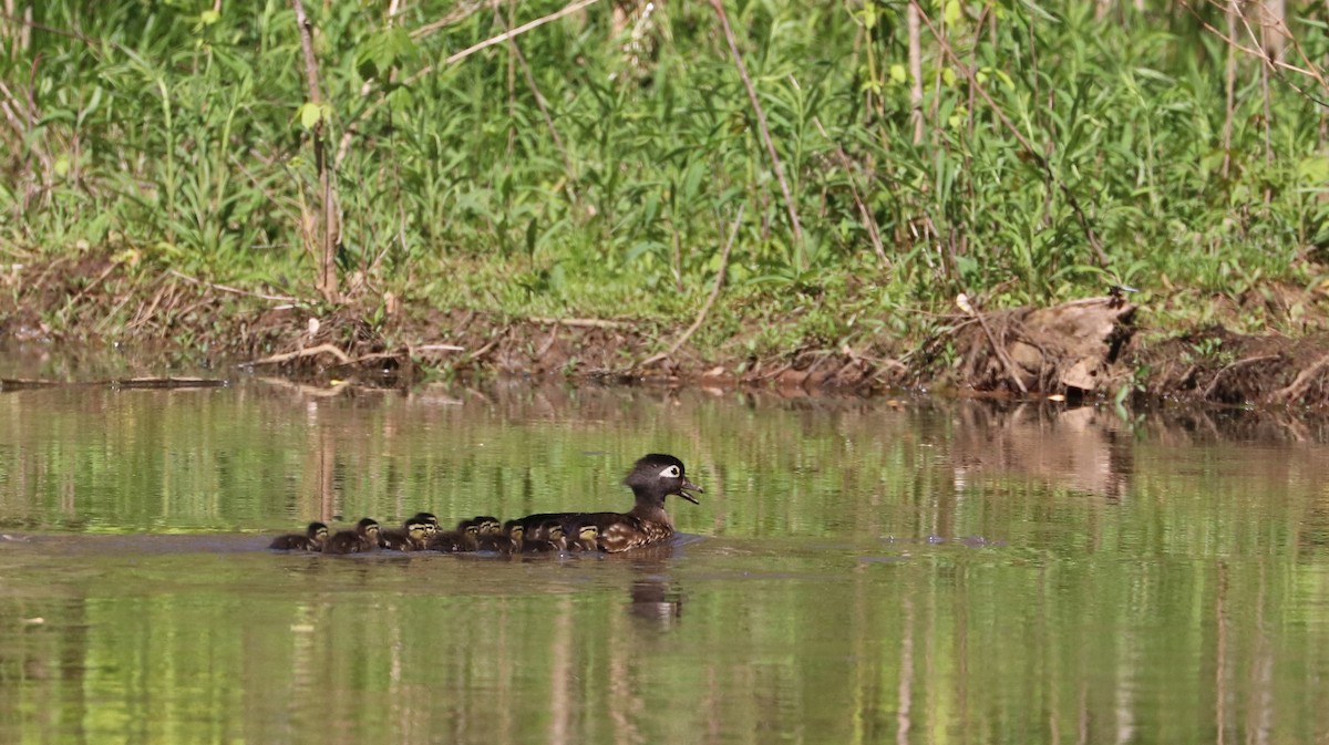 Wood Duck - ML154237981