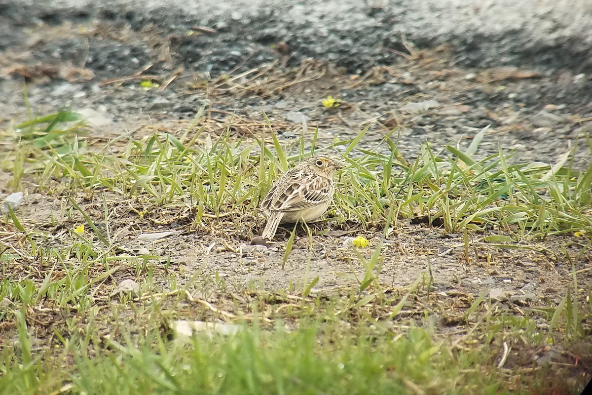 Grasshopper Sparrow - ML154240261