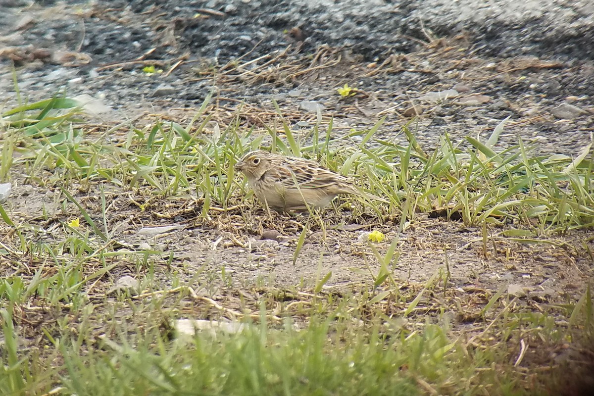 Grasshopper Sparrow - ML154240271