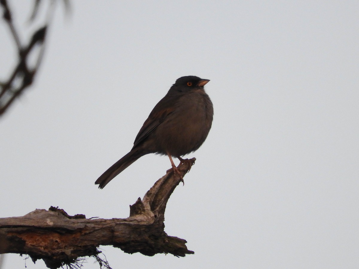 Yellow-eyed Junco - Jezreel Barac Rivadeneyra Fiscal