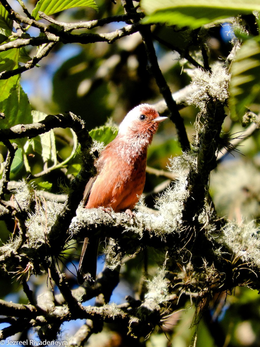 Pink-headed Warbler - ML154241731