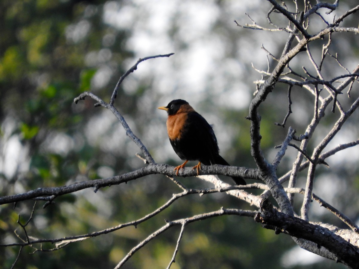 Rufous-collared Robin - ML154241991