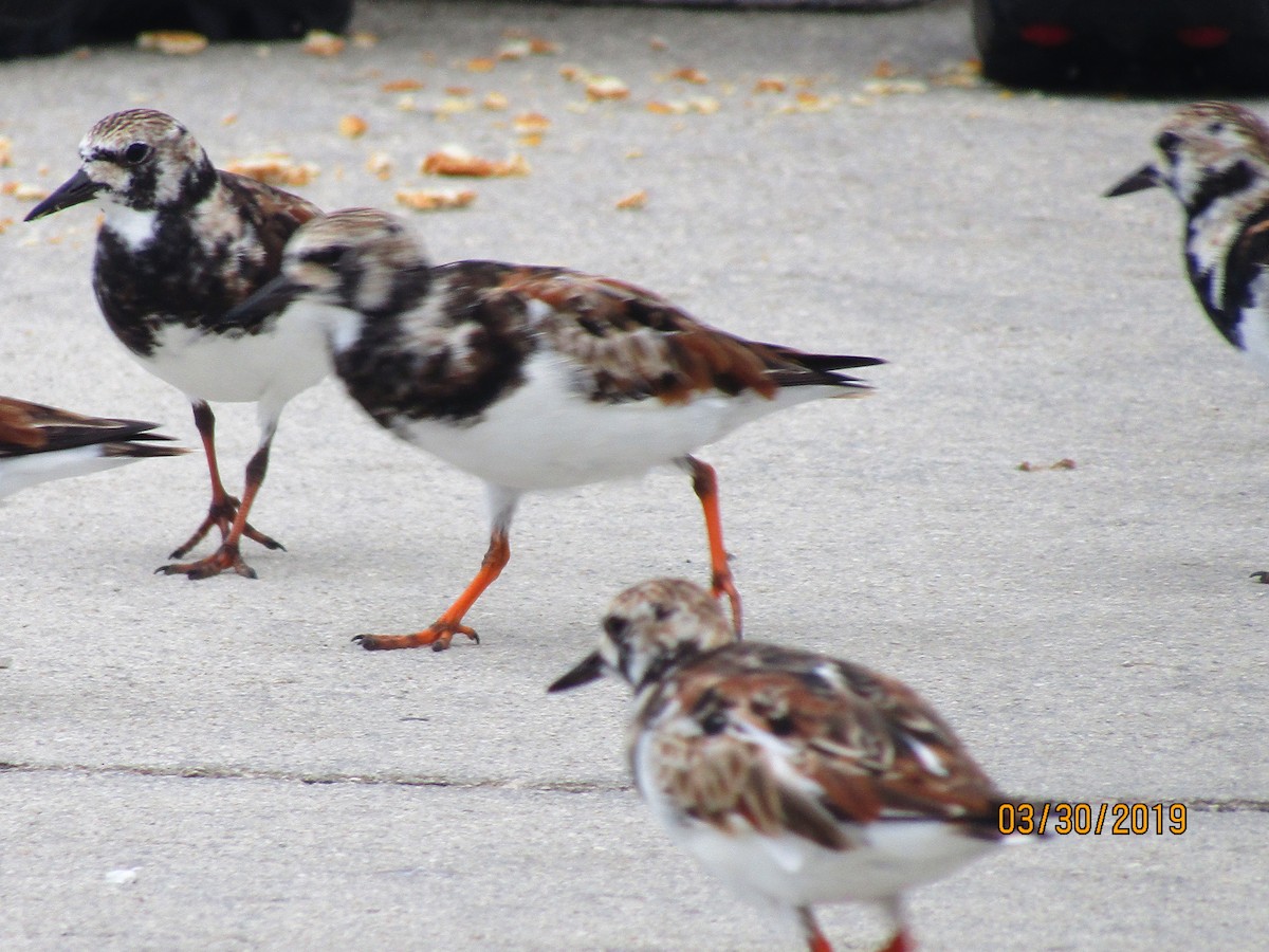 Ruddy Turnstone - ML154242001