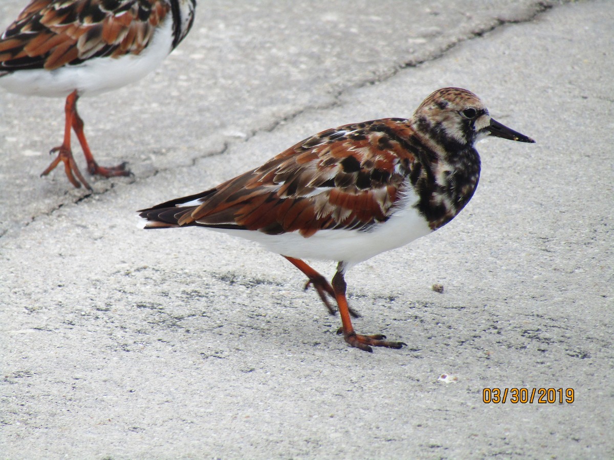 Ruddy Turnstone - ML154242141