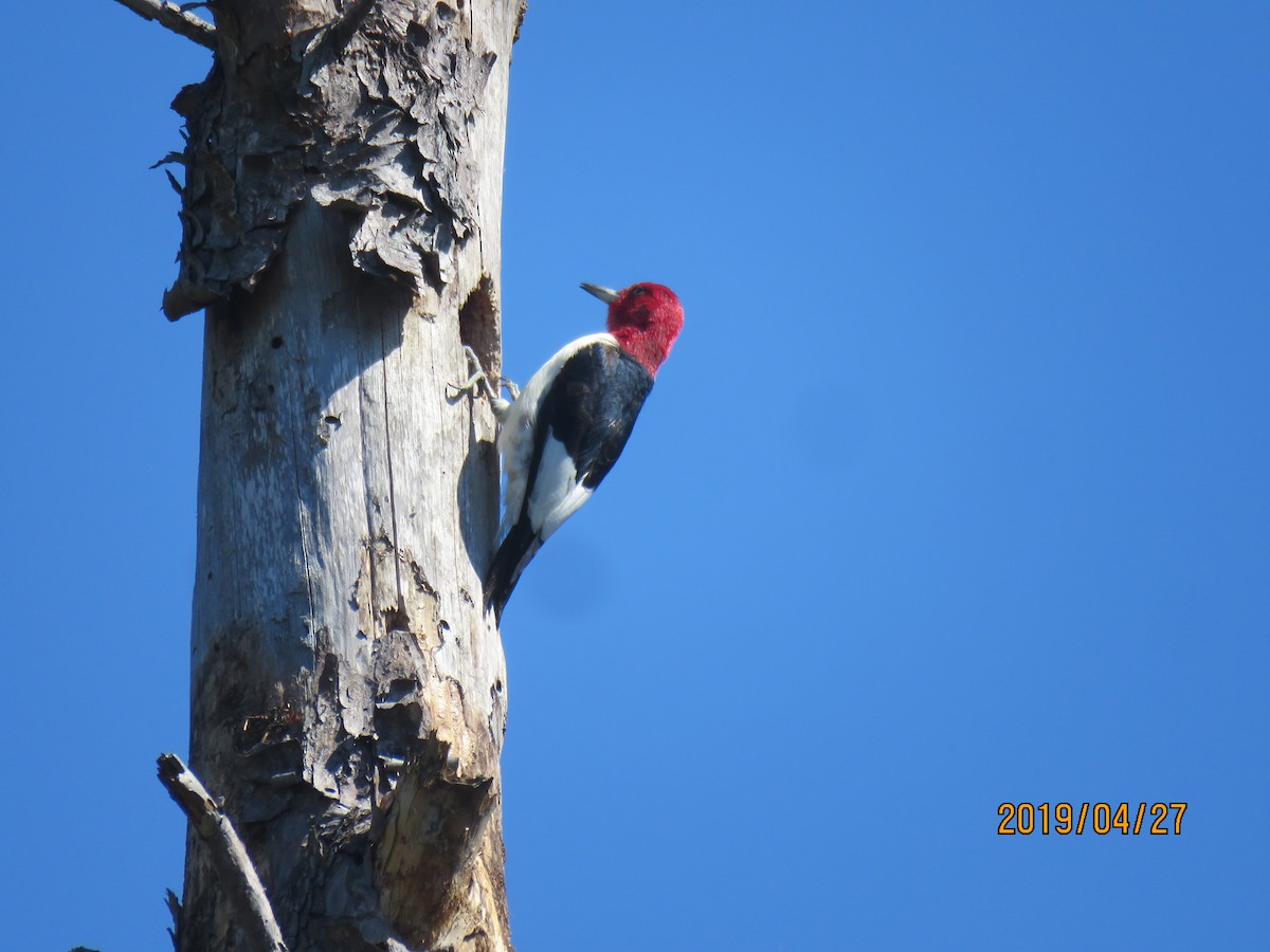 Pic à tête rouge - ML154243051