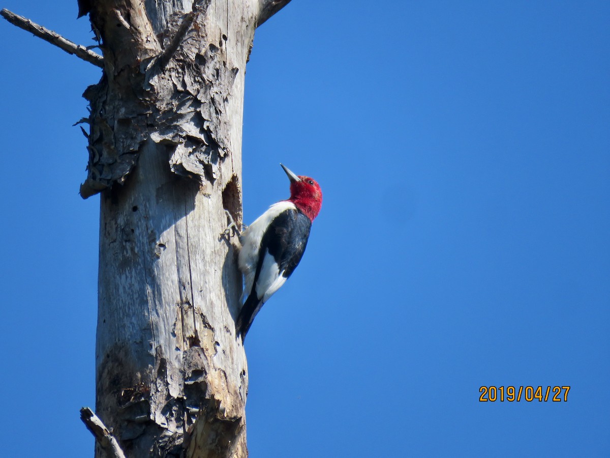 Pic à tête rouge - ML154243081