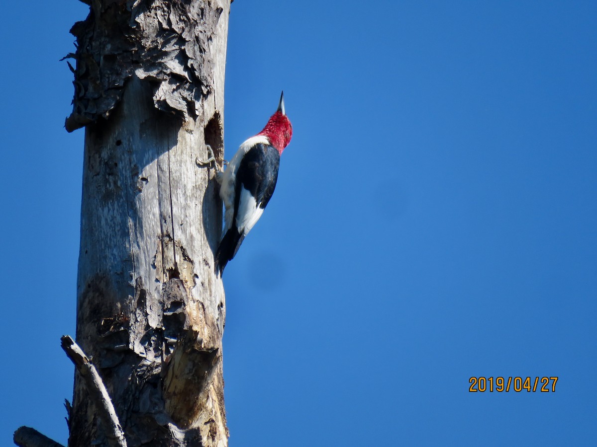 Pic à tête rouge - ML154243091