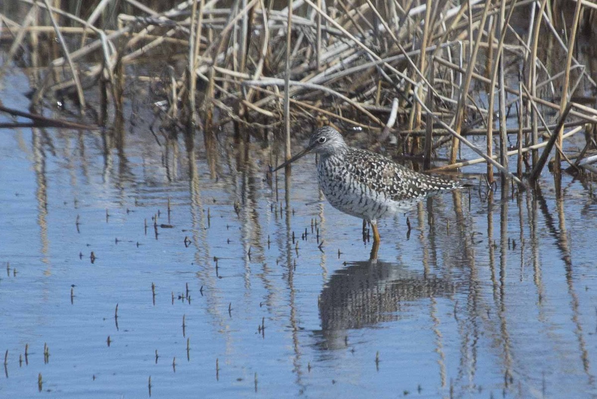 Greater Yellowlegs - ML154243801