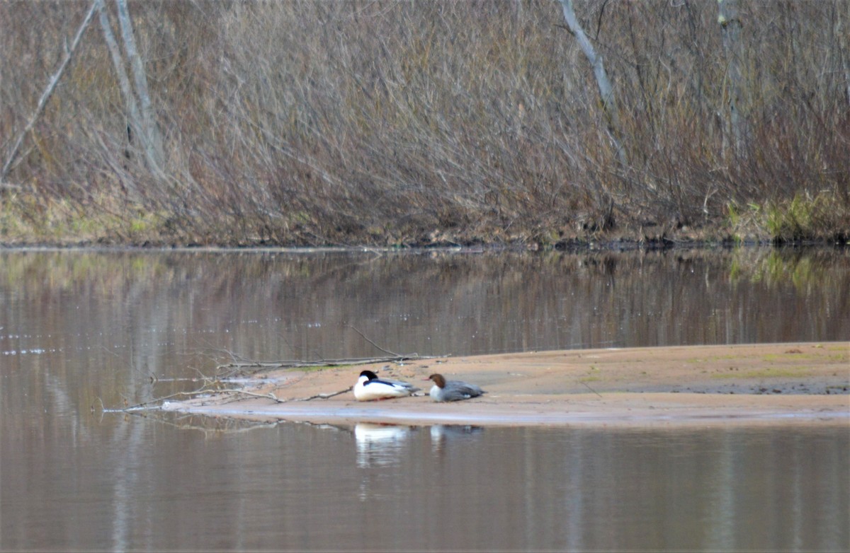 Common Merganser - ML154243891