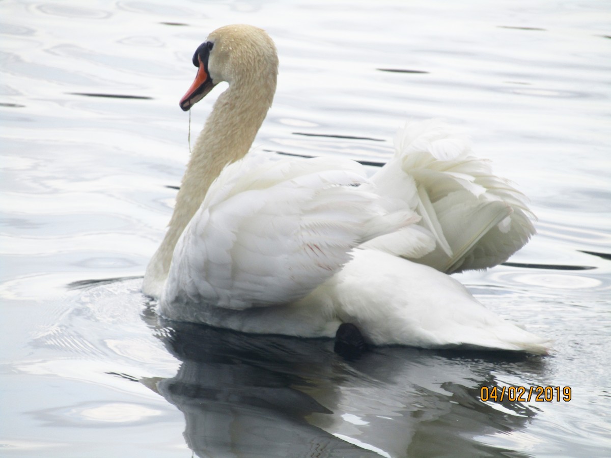 Mute Swan - ML154246691