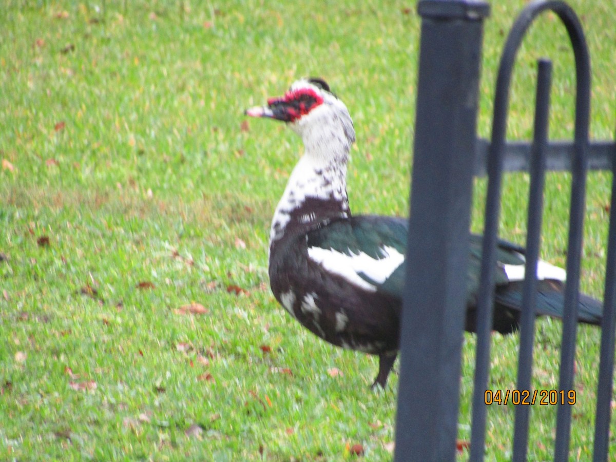 Muscovy Duck (Domestic type) - ML154246801