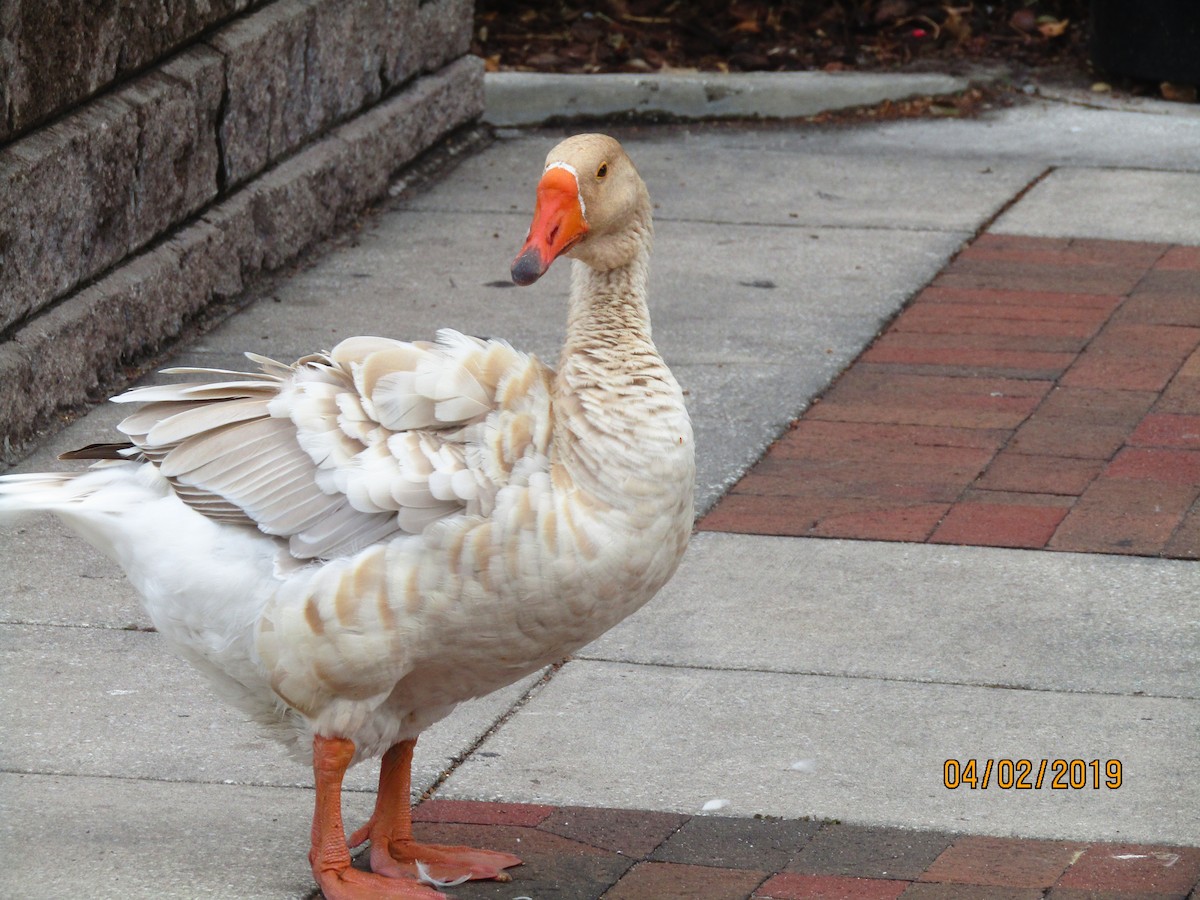 Graylag Goose (Domestic type) - ML154247211