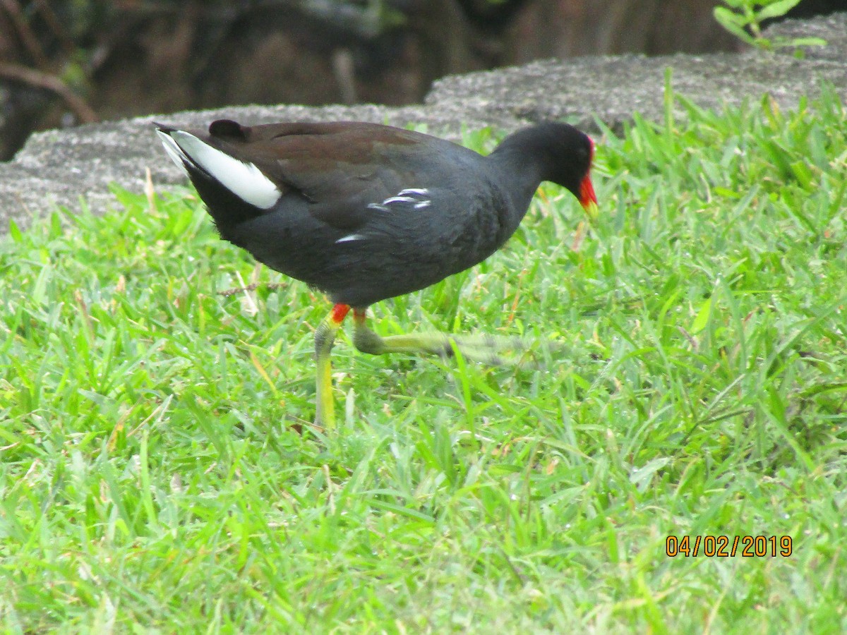 Common Gallinule - ML154247501