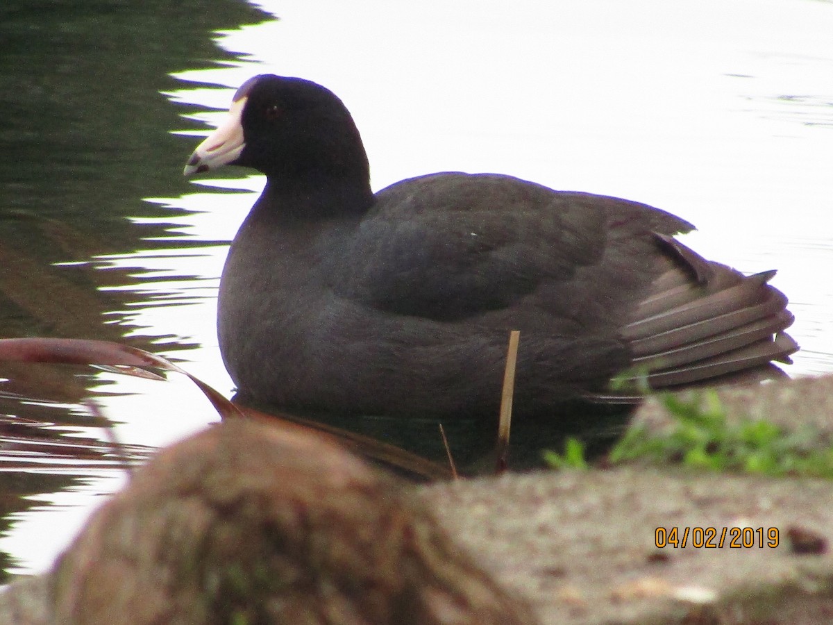 American Coot - ML154247511