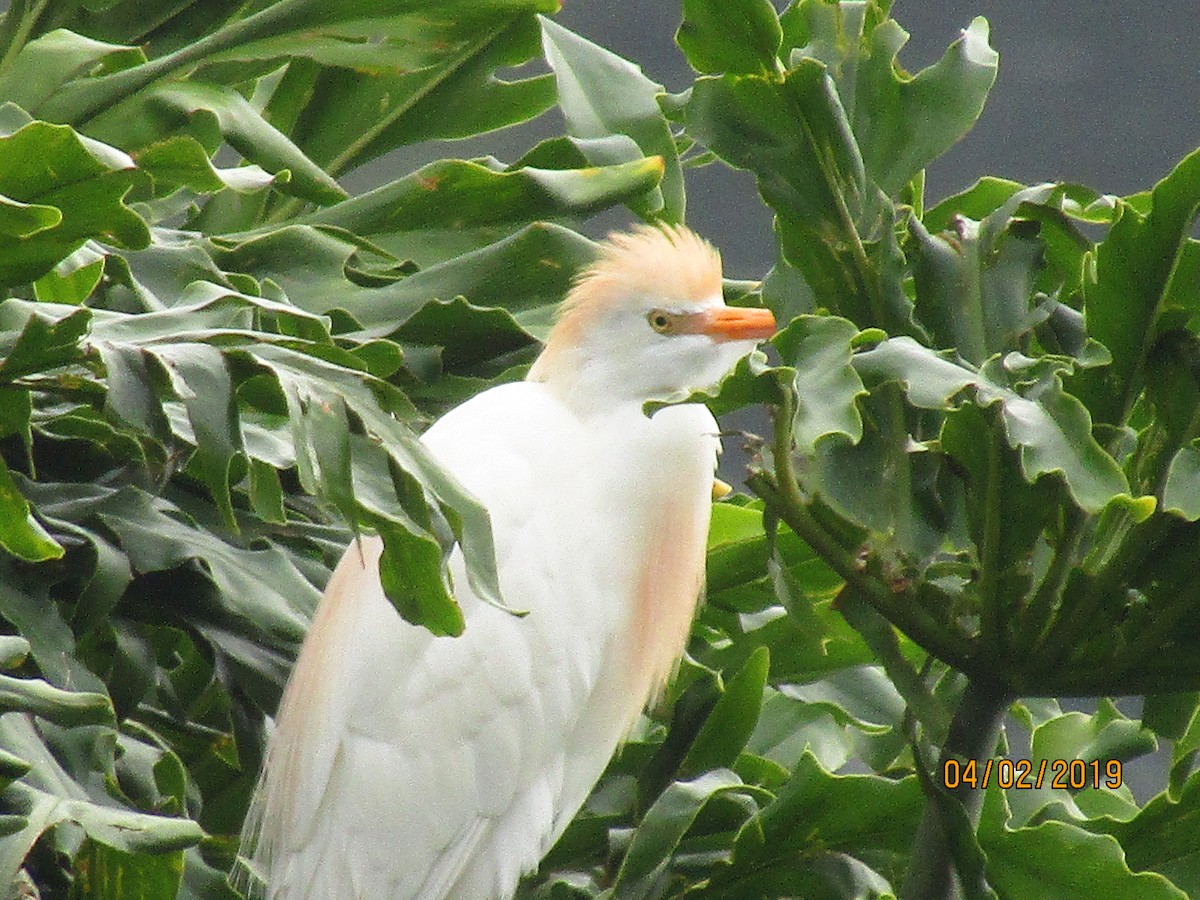 Western Cattle-Egret - ML154247701