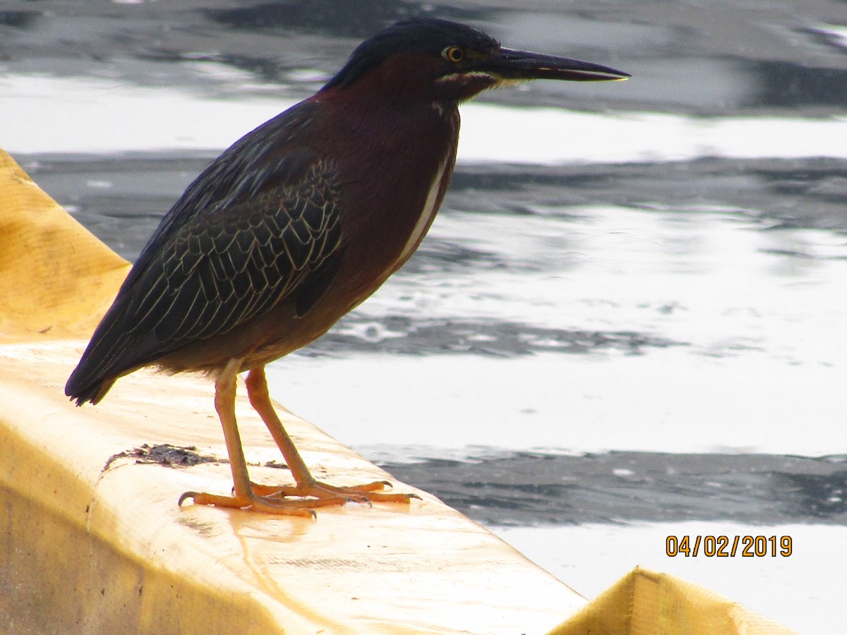 Green Heron - ML154247721