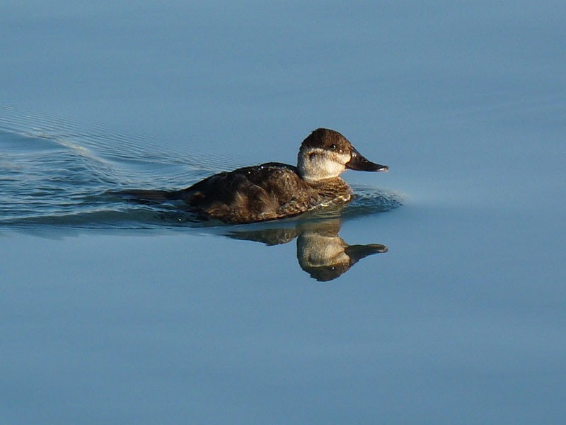 Ruddy Duck - ML154250831