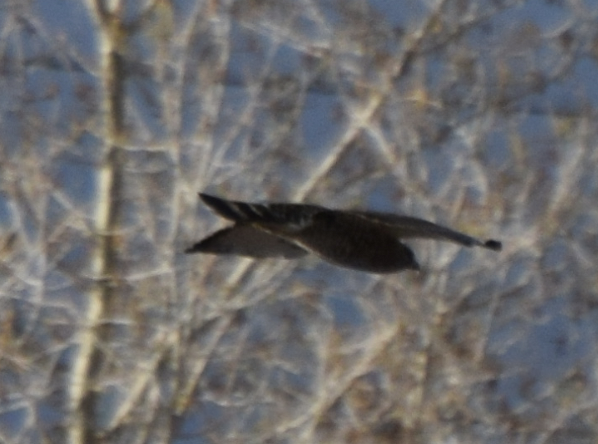 Broad-winged Hawk - ML154251221