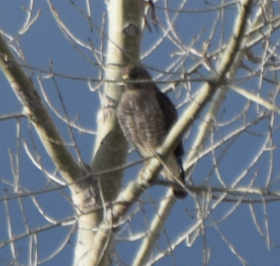 Broad-winged Hawk - ML154251231