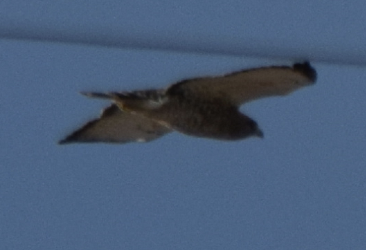 Broad-winged Hawk - ML154251251