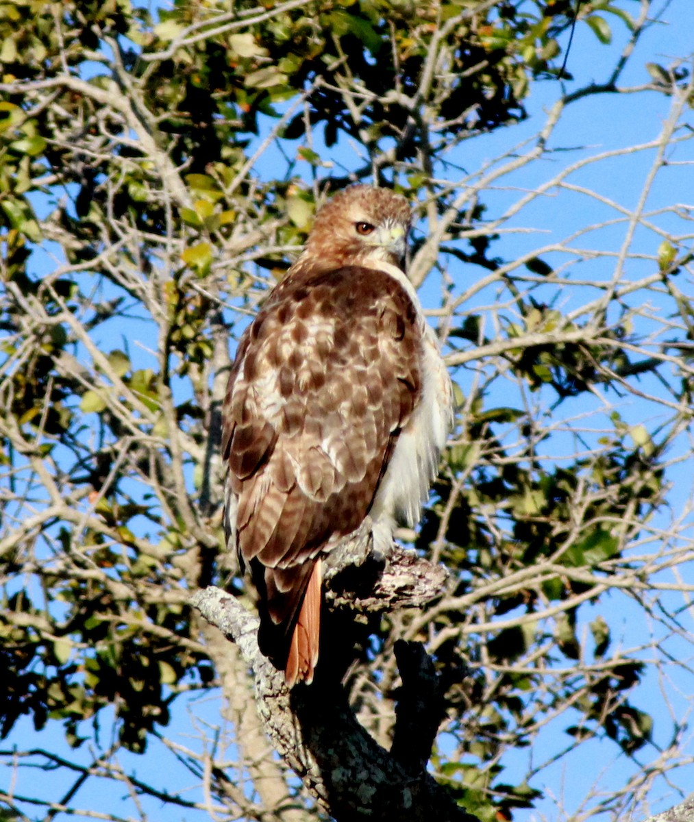 Red-tailed Hawk - ML154251871