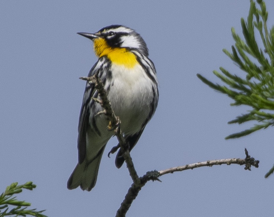 Yellow-throated Warbler - Norman Soskel