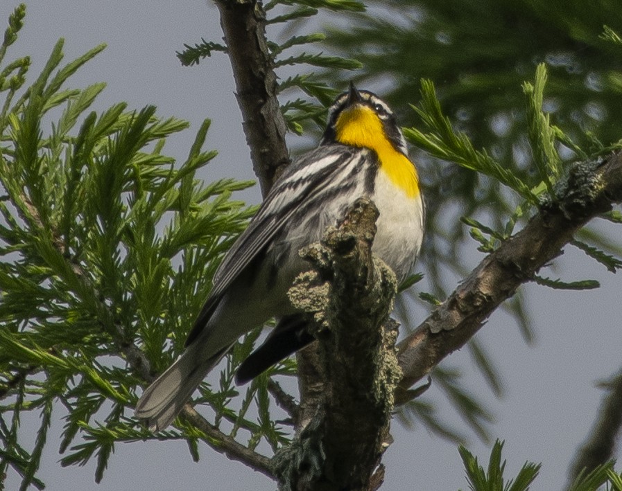 Yellow-throated Warbler - ML154253871