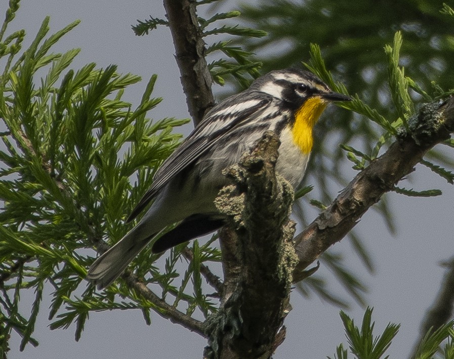 Yellow-throated Warbler - ML154253901