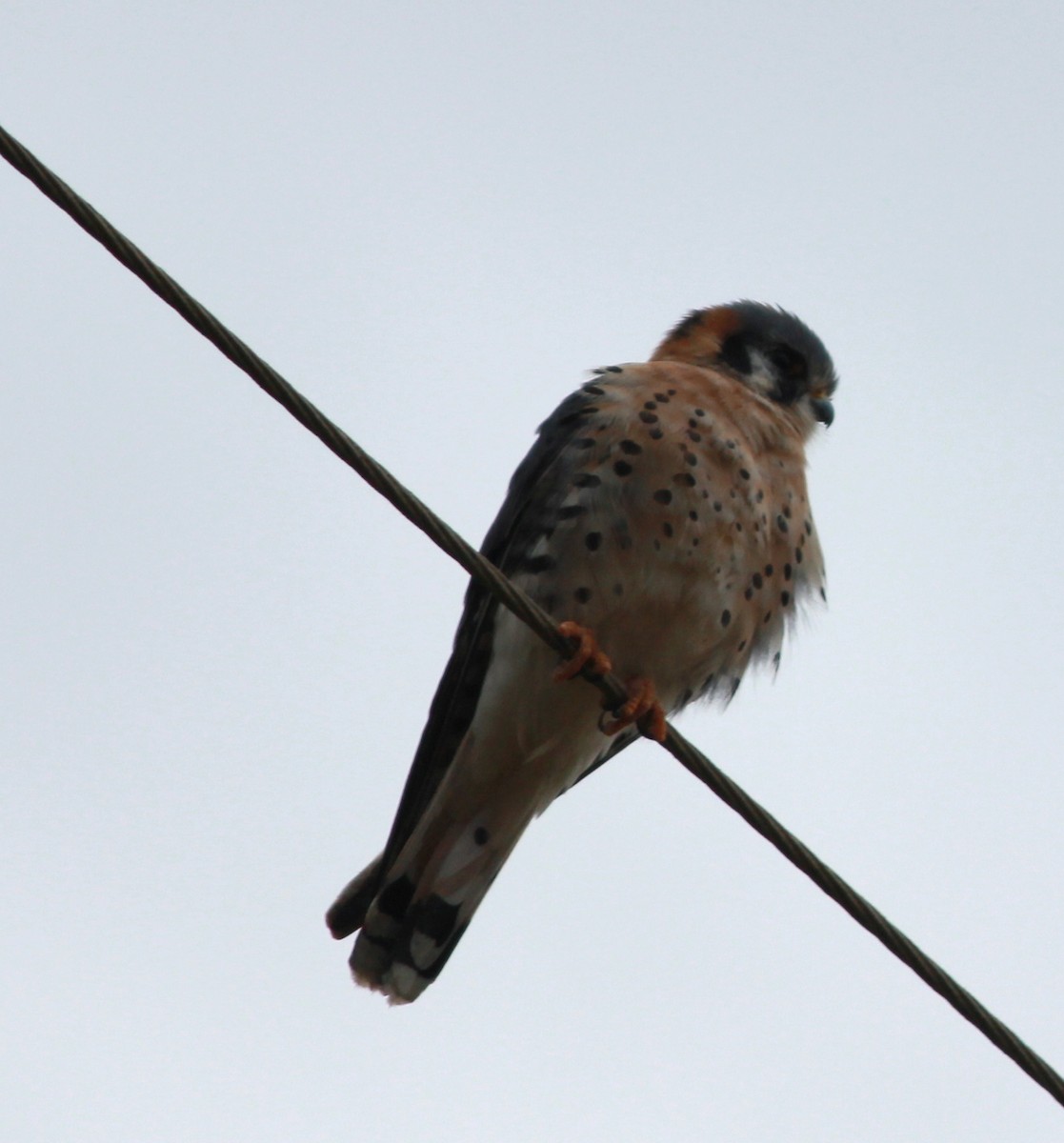 American Kestrel - ML154255311